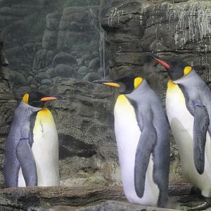 King penguins (Aptenodytes patagonicus)