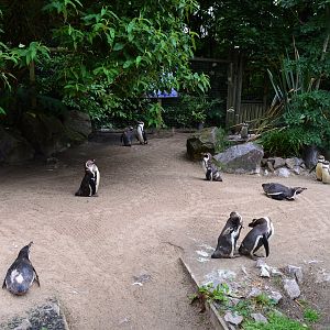 Humboldt penguin beach area