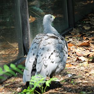 Cape barren goose (Cereopsis novaehollandiae)
