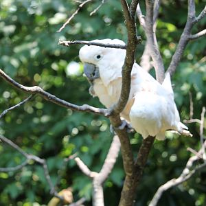 Salmon-crested cockatoo (Cacatua moluccensis)