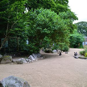 Humboldt penguin beach area