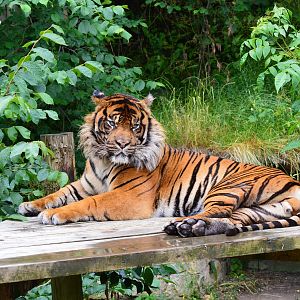 Sumatran tiger