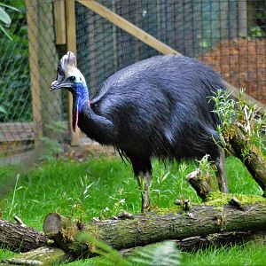 Southern Cassowary