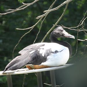 Magpie goose (Anseranas semipalmata)