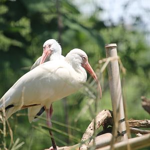 White ibis (Eudocimus albus)