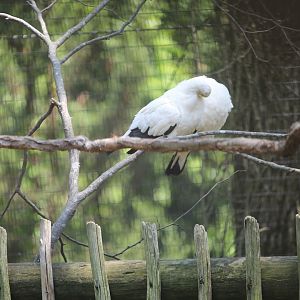 Pied imperial pigeon (Ducula bicolor)