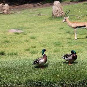 Mallard ducks and thomson's gazelle