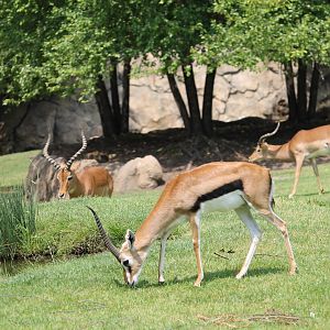 Thomson’s gazelle and two Impalas