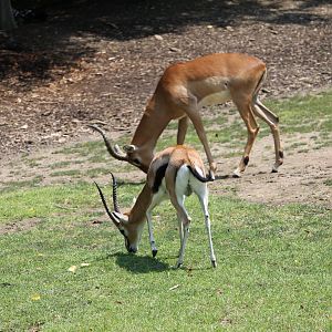Thomson’s gazelle and Impala
