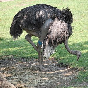 Common Ostrich (Struthio camelus)