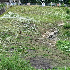 Gelada enclosure