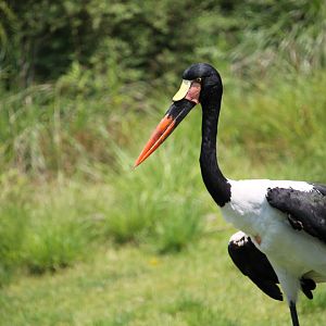Saddle-billed stork (Ephippiorhynchus senegalensis)