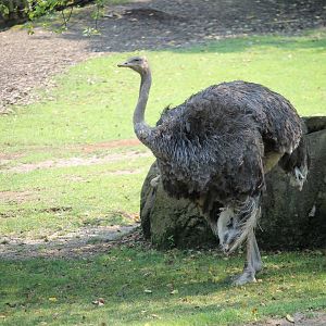 Ostrich (Struthio camelus)