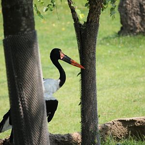 Saddle-billed stork