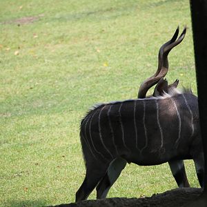 Lesser kudu doing a pose
