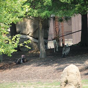 Lappet-faced vulture, Thomson's gazelle, and Ruppell's vulture