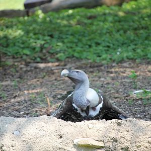 Ruppell’s vulture (gyps rueppellii)