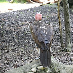 Lappet-faced vulture (Torgos tracheliotos)
