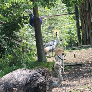 Common Ostrich, Thomson's Gazelle, and East African Crowned Crane