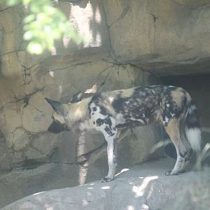 African painted dog (Lycaon pictus)