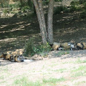 African painted dogs sleeping