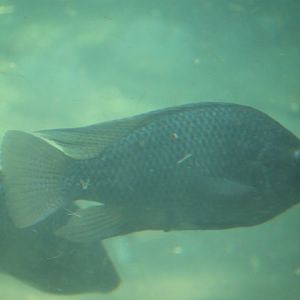 Nile tilapia (Oreochromis niloticus)