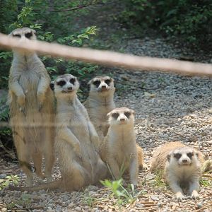 Meerkat family photo