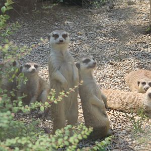 Meerkat (Suricata suricata)