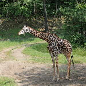 Masai giraffe (Giraffa camelopardalis tippelskirchii)