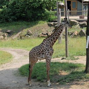 Masai giraffe