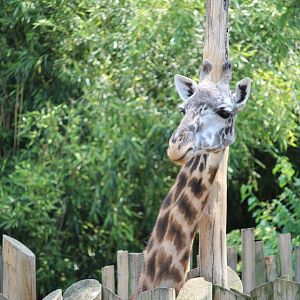 Masai Giraffe peeking over the fence