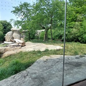 African Lion Exhibit