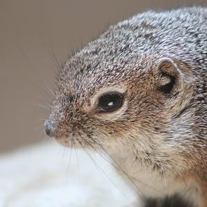Harris's Antelope Squirrel