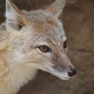 Swift Fox