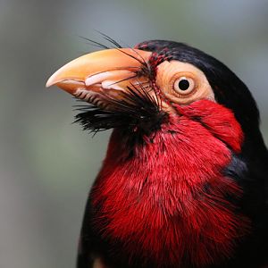 Bearded Barbet