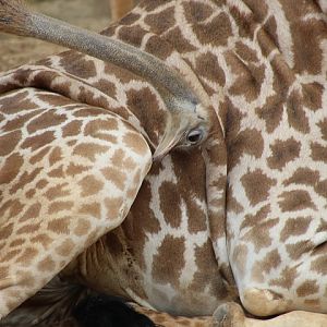 Common Ostrich & Masai Giraffe