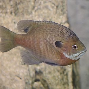 Bluegill Sunfish