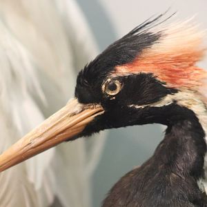 Ivory-billed Woodpecker