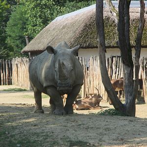Southern white rhino female