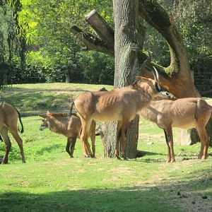 Roan antelopes