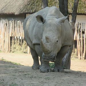 Southern white rhino female