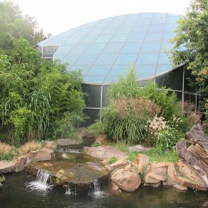 Giant otter exhibit