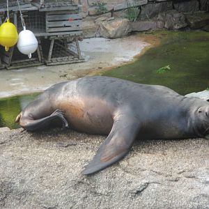 South American sea lion