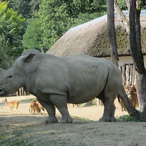 Southern white rhino