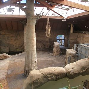 African elephant house