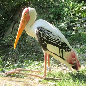 Mycteria leucocephala