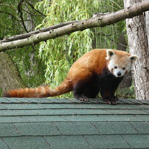 Red panda