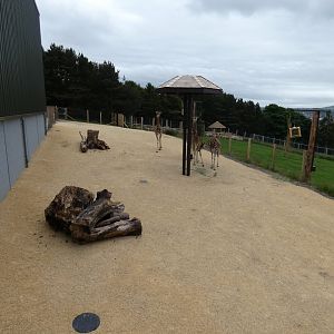 Rothschild's giraffe hardstanding area
