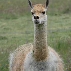 Vicuna