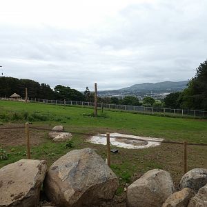 Rothschild's giraffe grass enclosure